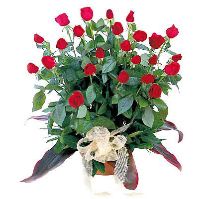 pot-rose-flower-arrangement-r11l.jpg