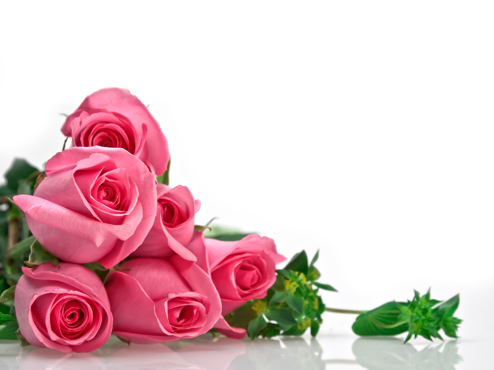 Pink-Rose-8.jpg