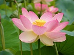 Water-lily-or  -lotus-flowers-22283514-2560-1920.jpg